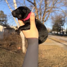 Dopey - Bi-color male German Shepherd puppy in Perrysburg, Ohio from Fancy GSDs