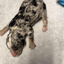 Pepper - Blue merle male Bernedoodle puppy in Richmond, Texas from Harper’s Heartbeats