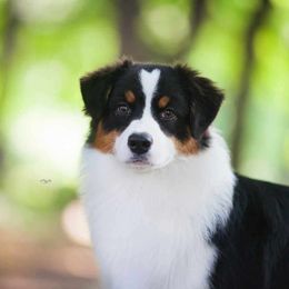 Shelby - Australian Shepherd