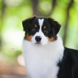 Shelby - Australian Shepherd