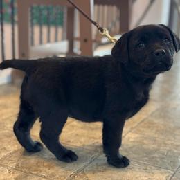 Bingo - Black female Labrador Retriever puppy in Owosso, Michigan from Bennington Retrievers