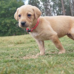 Labrador Retriever Puppies from Dry Pond Retrievers, LLC