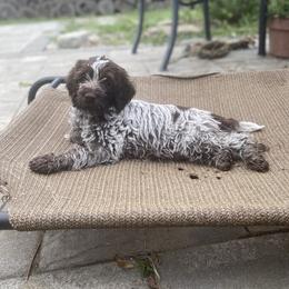 Wirehaired Pointing Griffon Puppies from Pine Barren Griffons