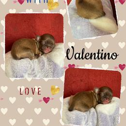 Valentino - Chocolate male Chihuahua puppy in Kannapolis, North Carolina from East Coast Bull Terriers N Chihuahuas