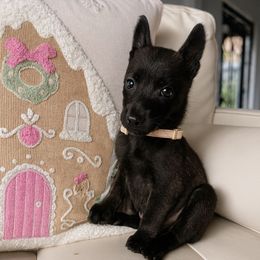 Scout - Gold brindle male Dutch Shepherd puppy in San Diego, California from TecK9s