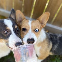 American Corgi All Grown Up from Constellation Corgi