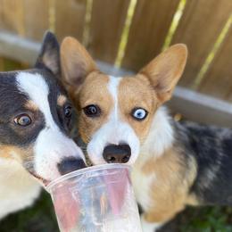 American Corgi All Grown Up from Constellation Corgi