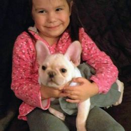 French Bulldogs from Fababull French bulldogs