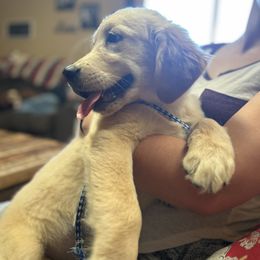 Golden Retriever and Labrador Retriever Puppies from Storm Chasers Retrievers