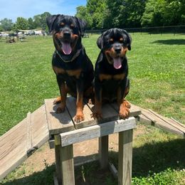 Rottweiler Puppies from T&A Rottweilers