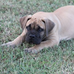Thunder(Blue) - Brown male Boerboel puppy in Shawnee, Oklahoma from TXT Boerboels