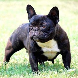 Lilly - French Bulldog