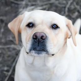 Nellie - Labrador Retriever