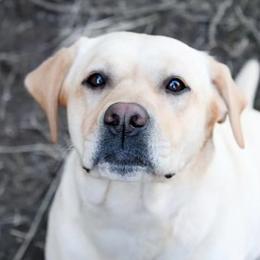 Nellie - Labrador Retriever