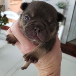 French Bulldog Puppies from Kelly's Fabulous Frenchies
