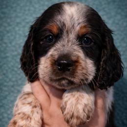 Enchant - Tri-Roan female English Springer Spaniel puppy in Florida from Thunderbird Springers