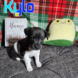 Kylo - Black and white male Rat Terrier puppy in Lynn, Alabama from Cryptic Rat Terriers