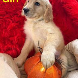 Golden Retriever Puppies from American True Golden retriever