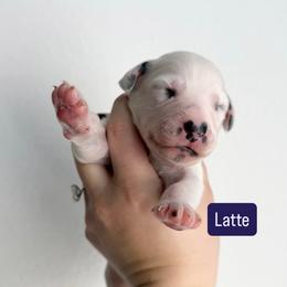 Latte - LUA long coat - White and black female Dalmatian puppy in Davenport, Florida from Sunny Jewels Dalmatians
