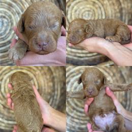 Lennox - Apricot male Cavapoo puppy in Yuciapa, California from AlltheDoodlez_