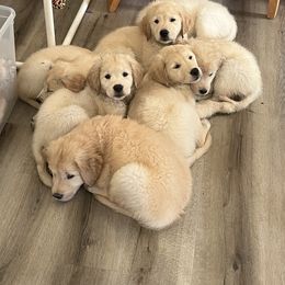 Golden Retriever Puppies from Mia Ragazza Golden Retrievers