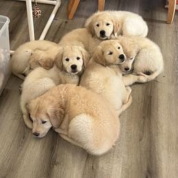 Golden Retriever Puppies from Mia Ragazza Golden Retrievers