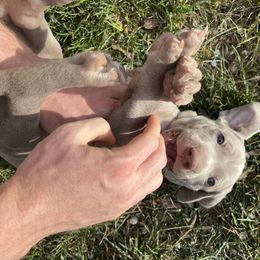 Weimaraner Puppies from Baird Weims - AKC registered