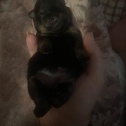 Pomeranian Puppies from Silver’s Reigning Heir Poms