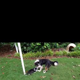 Border Collie Puppies from Soaring Borders Border Collies