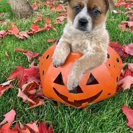 Australian Cattle Dog Puppies from RnB Cattle Dogs