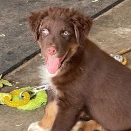 Australian Shepherd Puppies from Bruno Farms