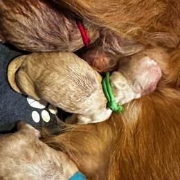 Boy 2 - Apricot male Goldendoodle puppy in Rocky Point, North Carolina from CelticDoods