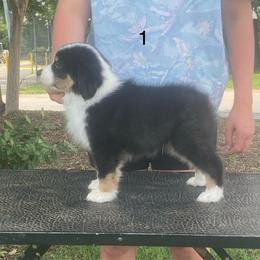 Riley - Black tri male Miniature American Shepherd puppy in Harmony, North Carolina from Carolina Pride Miniature American Shepherds
