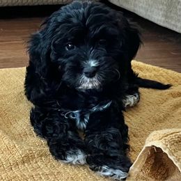 Sadie - Cavapoo