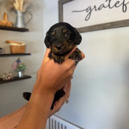 Cash - Black male Dachshund puppy in Nashville, Arkansas from Dixies Dachshunds