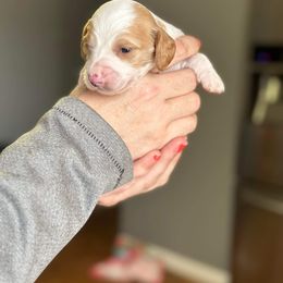 Dachshund Puppies from Rea's Puppies