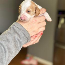 Dachshund Puppies from Rea's Puppies