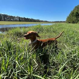 Dachshund puppies from NOLA Dachshunds
