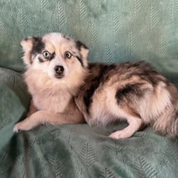 Wolfy - Pomsky
