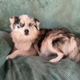 Wolfy - Pomsky