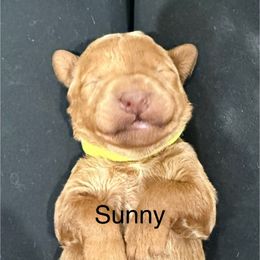 Sunny - Cream female Whoodle puppy in Pima, Arizona from Schmidt's K9s