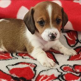 Ivy - Piebald female Dachshund puppy in Anaconda, Montana from Williams Family Dachshunds