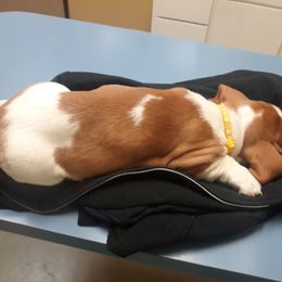 Lady Foley - Basset Hound