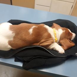 Lady Foley - Basset Hound