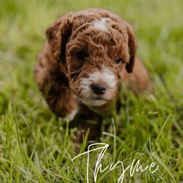 Thyme - Red  male Goldendoodle puppy in Patterson, California from Dooling Doodles