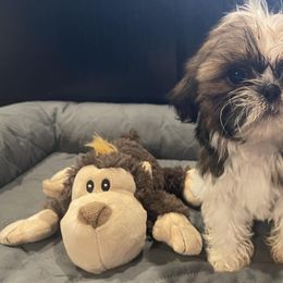 Shih Tzus from Tzu Love