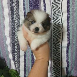 Magic Carpet - Tri-colored male Pomeranian puppy in Ada, Oklahoma from Once Upon A Fluff