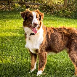 Ori - Australian Shepherd