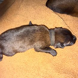 Black - Mahogany male Belgian Malinois puppy in Saint Amant, Louisiana from Mercy Kennels
