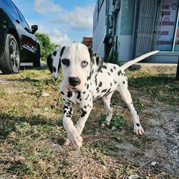 Uno - White and black male Dalmatian puppy in Adkins, Texas from Rock'N'Spark Dalmatians